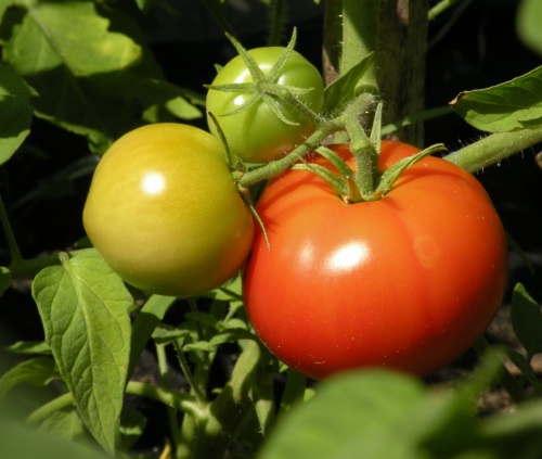tomatoes (3)500