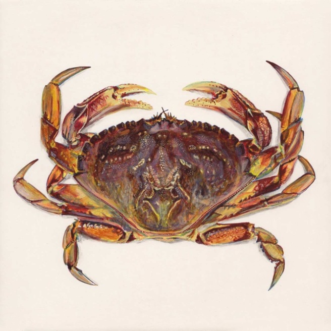 dungress_crab
